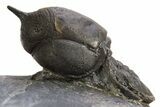 Pelagic Trilobite (Cyclopyge) Fossil - Huge Eyes #316657-1